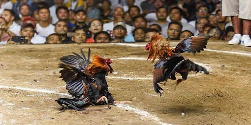 Cockfighting 