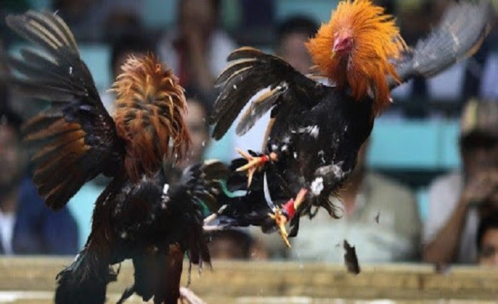 Cockfighting